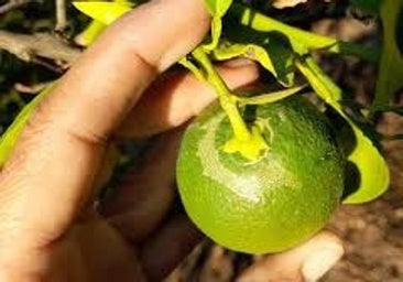 Agricultura toma medidas «urgentes» para controlar una plaga sudafricana presente en cultivos del sur de Alicante