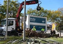 Palmera caída en el Pau 1 de Alicante.