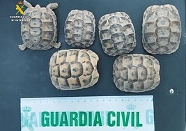 Imágenes de varias de las tortugas intervenidas.