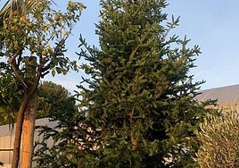 El árbol retirado en la avenida de la Constitución.