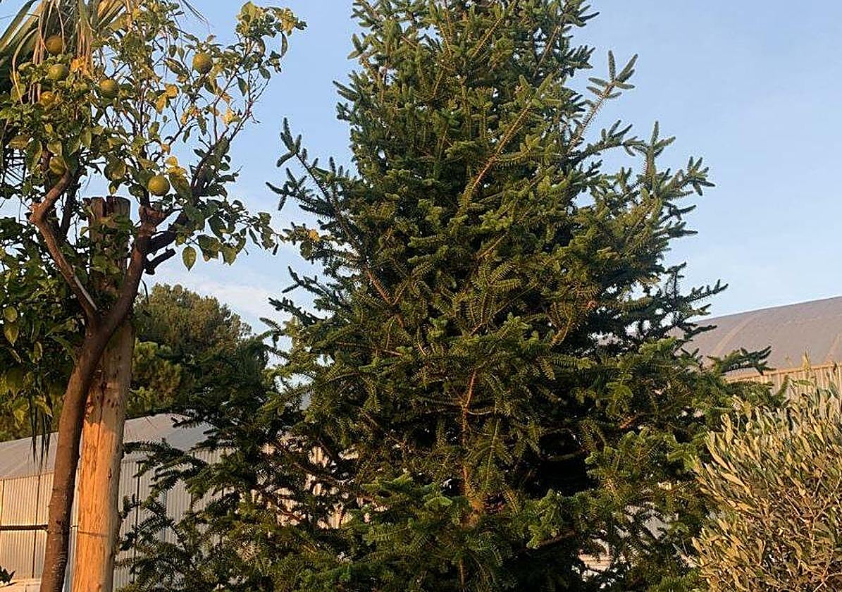 El árbol retirado en la avenida de la Constitución.