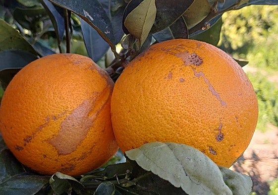 Naranjas manchadas por el insecto africano, en una explotación de Orihuela.