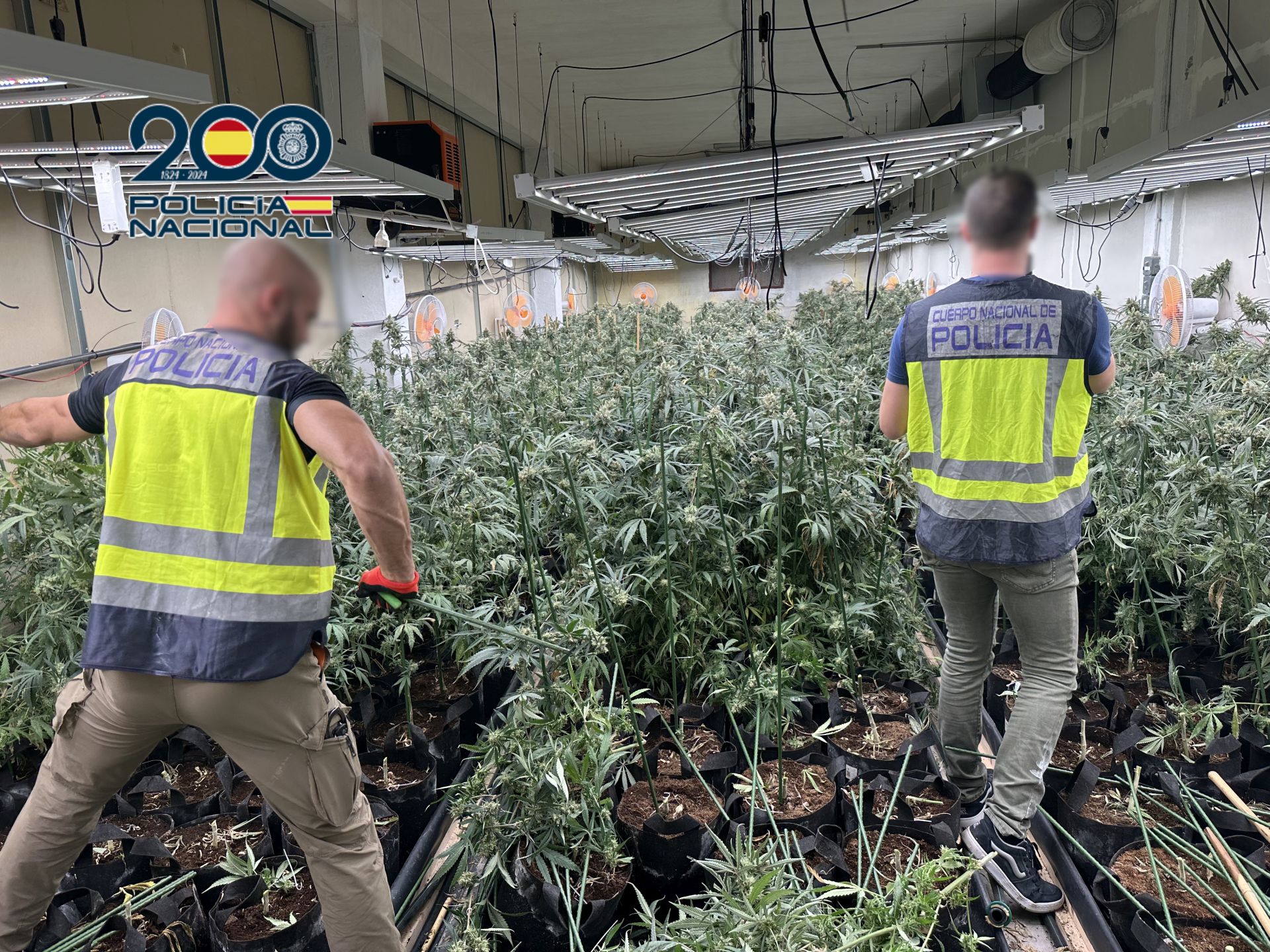 Imagen principal - Un aviso anónimo en la web de la Policía permite tumbar una organización que cultivaba marihuana en Alicante