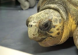 La tortuga rescatada, en el Oceanogràfic, todavía con el anzuelo en la boca.