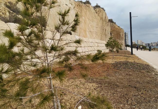 Pinos en la vía verde de la Cantera de Alicante.