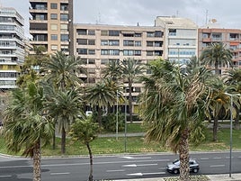 Efectos del viento en las palmeras ubicadas en la avenida del Puerto.