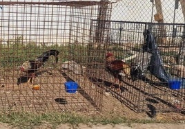 Gallos de pelea encontrados en una de las fincas intervenidas en la operación.