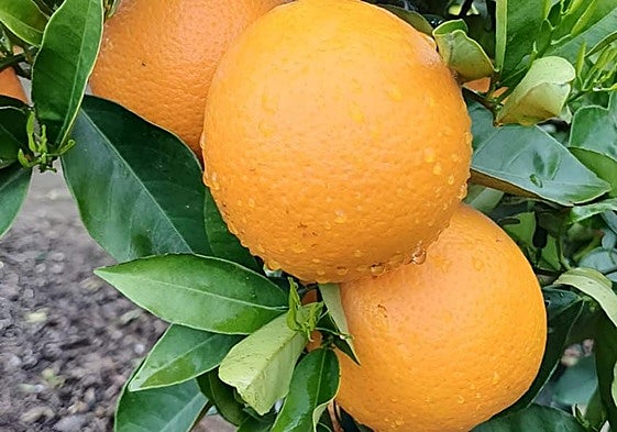 Naranjas, aún con las gotas de lluvia, en el árbol.