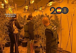 Agentes desmantelan un paraíso de la marihuana en un pueblo de Alicante.