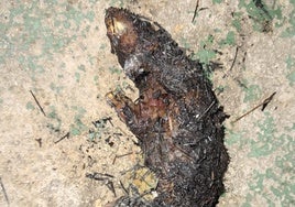 El cadáver del animal sacrificado en un ritual.