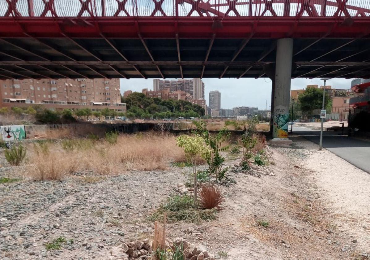 Los vecinos se adelantan al Parque Central de Alicante y plantan su 'Jardín heroico'