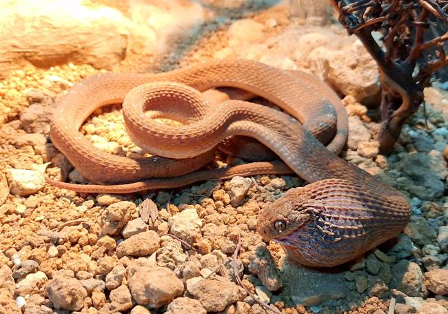 Ejemplar de la serpiente comedora de huevos.