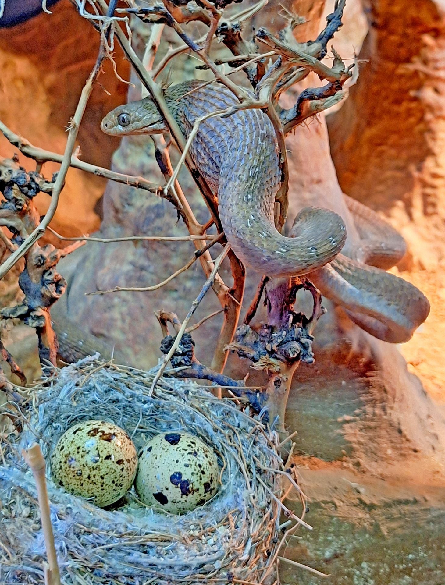Ejemplar de la serpiente comedora de huevos.
