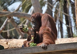 Nuevo parque de aventura y conservación animal en Río Safari Elche