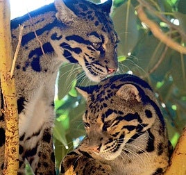 Vive una Semana Santa salvajemente divertida en Terra Natura