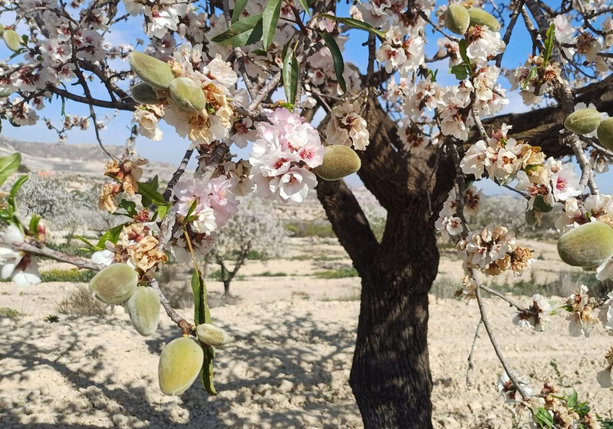 El campo alicantino alerta de «grandes pérdidas» en el sector de la almendra si la UE no adelanta la entrada de aranceles recíprocos