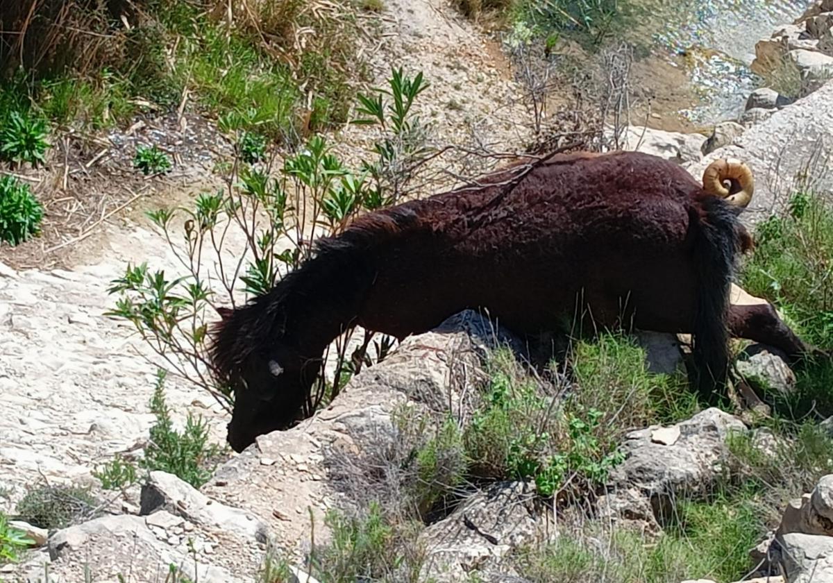 Investigation into Possible Animal Cruelty as Dead Horse Found in Ravine