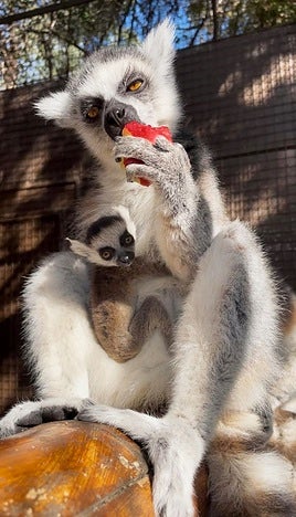 Mundomar reabre sus puertas el 12 de abril