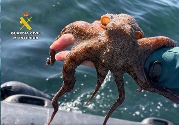 La pesca ilegal del pulpo llega a la costa de Alicante: así ponían las trampas para cazar