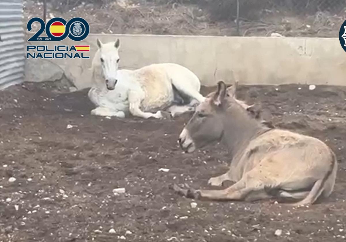 Two Brothers Arrested in Elche for Animal Cruelty