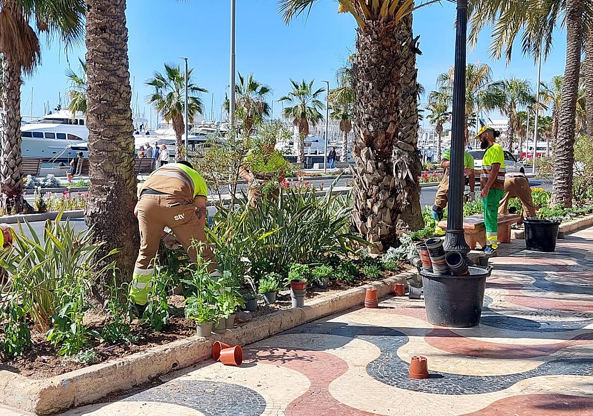 Un equipo de operarios realiza la nueva plantación.