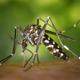 Imagen principal - Nueva técnica para controlar el mosquito tigre en Alicante: liberar machos esterilizados con rayos gamaEste sistema ya h