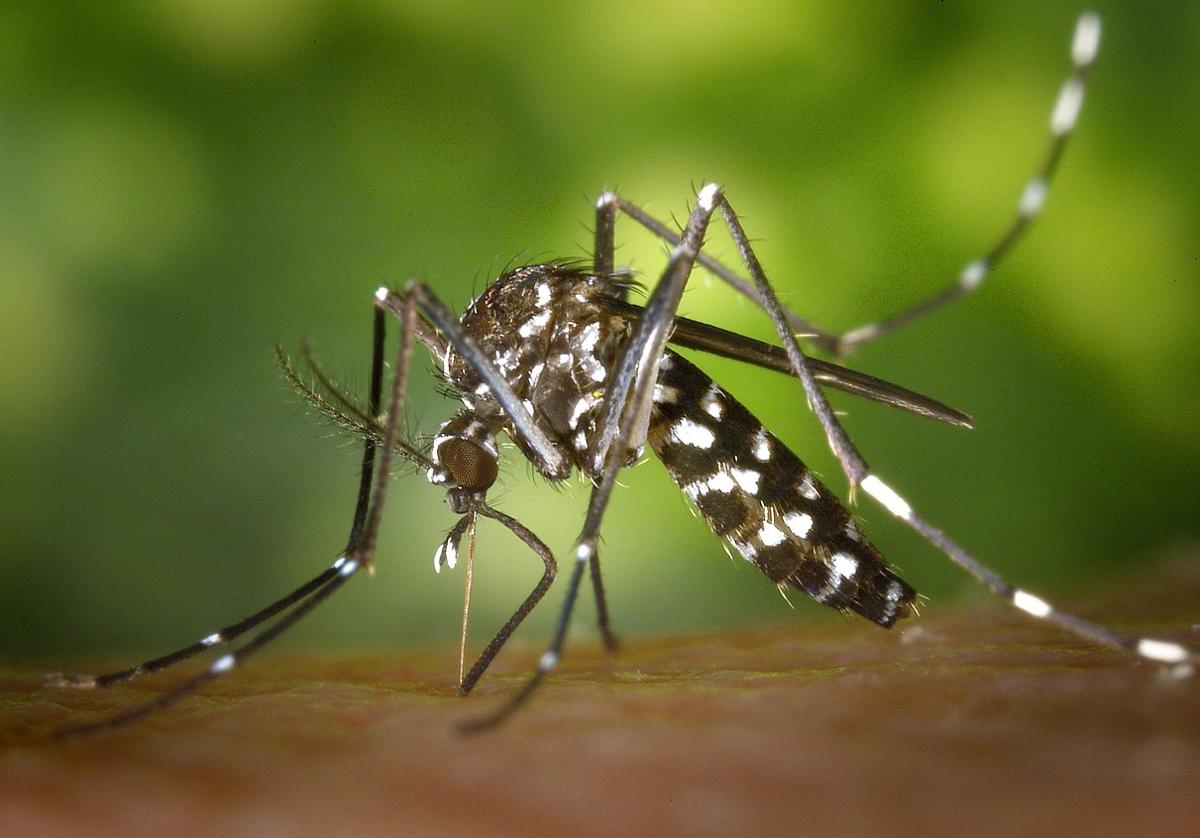 Nueva técnica para controlar el mosquito tigre en Alicante: liberar machos esterilizados con rayos gama