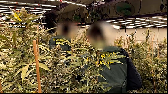 Plantación de marihuana.