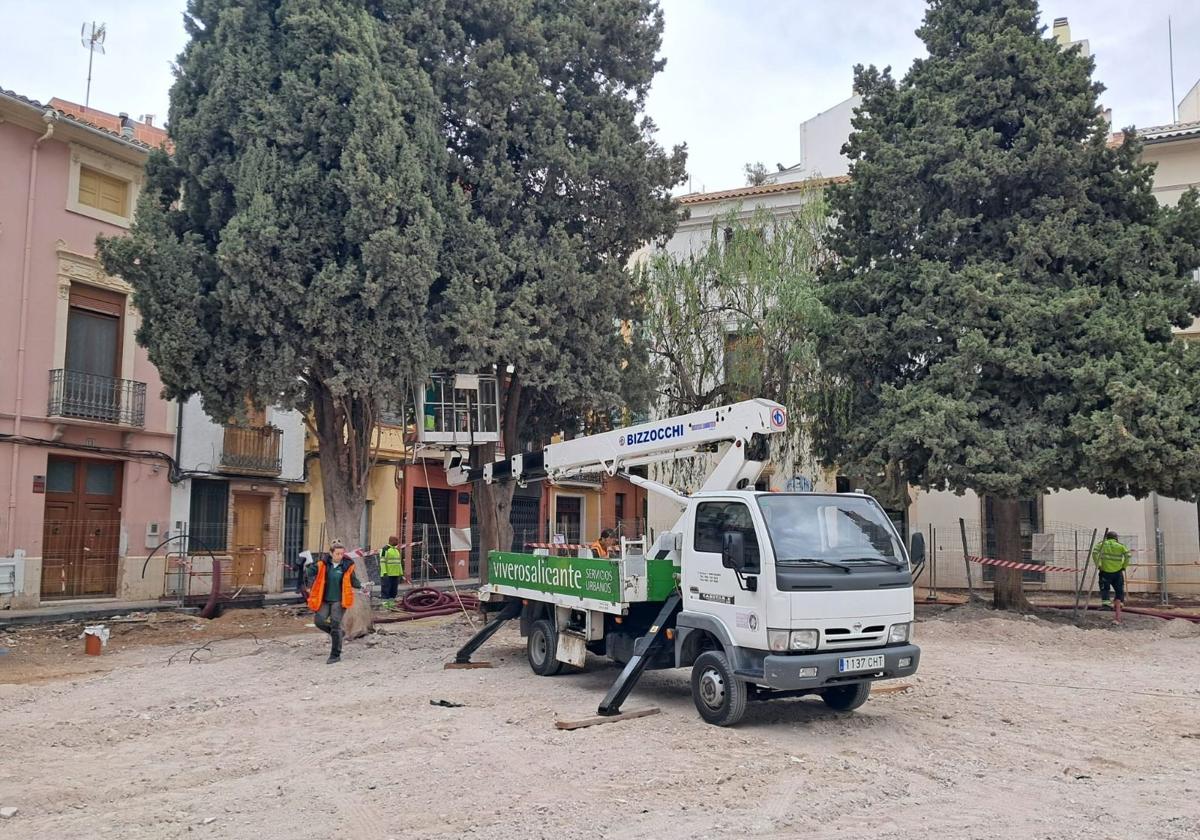 Un municipio de Alicante retira varios árboles en riesgo de caída