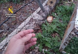 Lazo de caza ilegal en un municipio de Alicante.