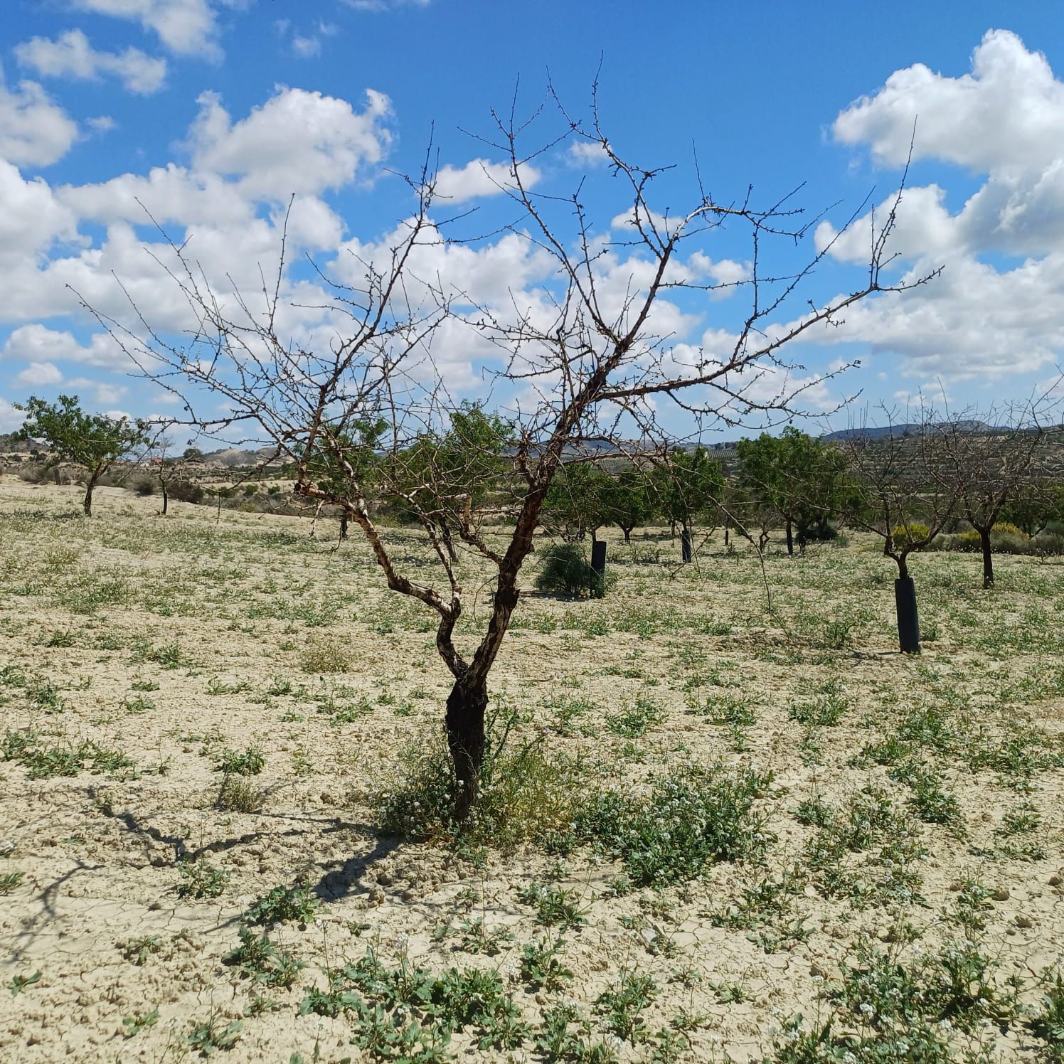 Asaja urges Agriculture to replant almond trees in Alicante to prevent their disappearance