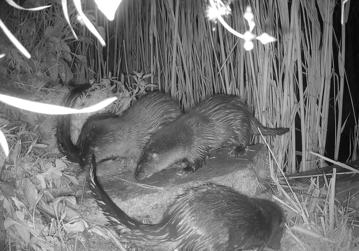 Imagen principal - Otters detected in the south of Alicante province