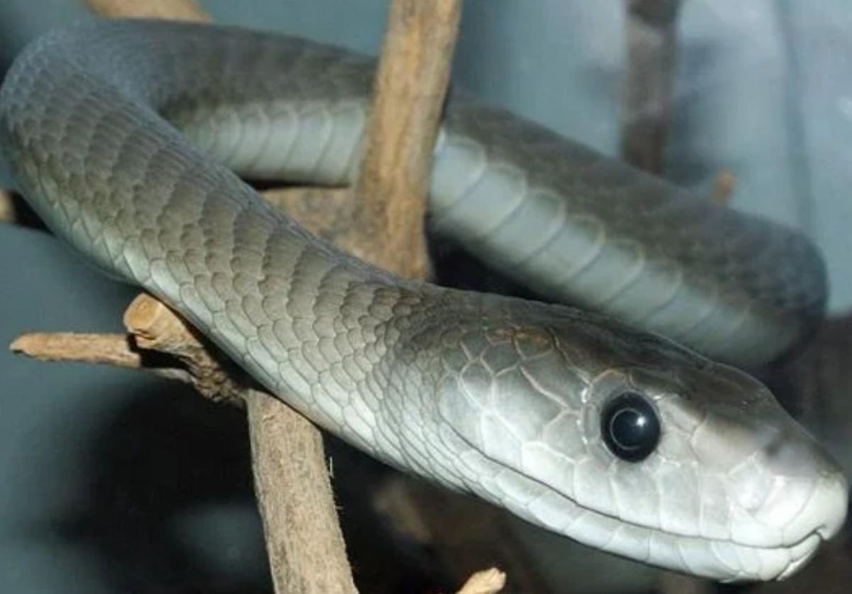 Antidote Developed Against Venom of World's 19 Deadliest Snakes
