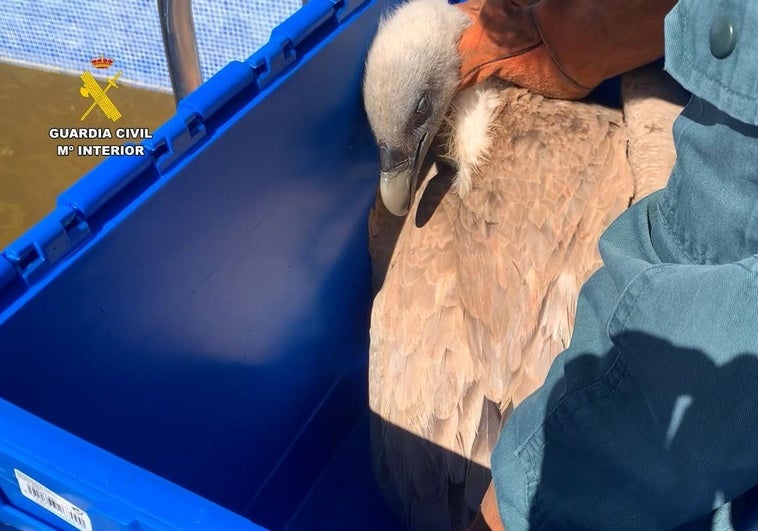 Rescate de un buitre en una piscina de Ibi.