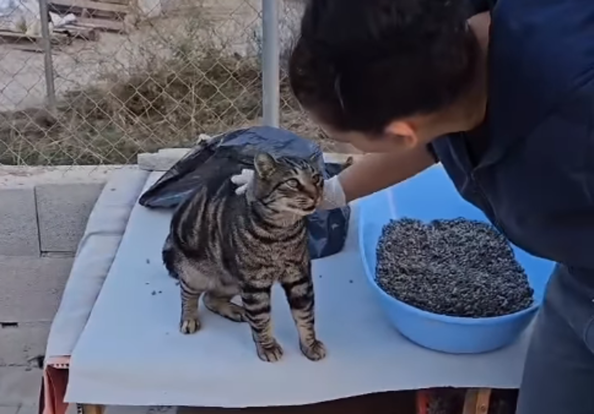 Una voluntaria con uno de los gatos del albergue.