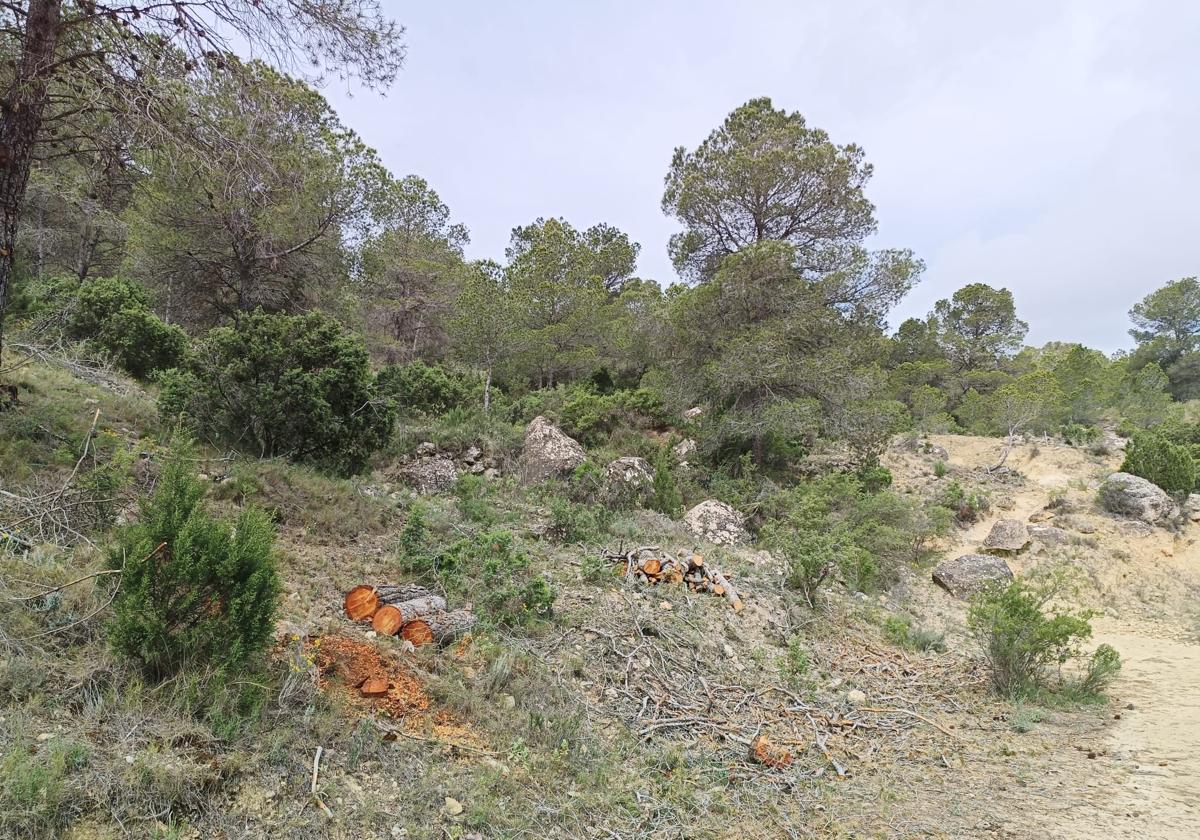 Elda pone a punto su pulmón verde
