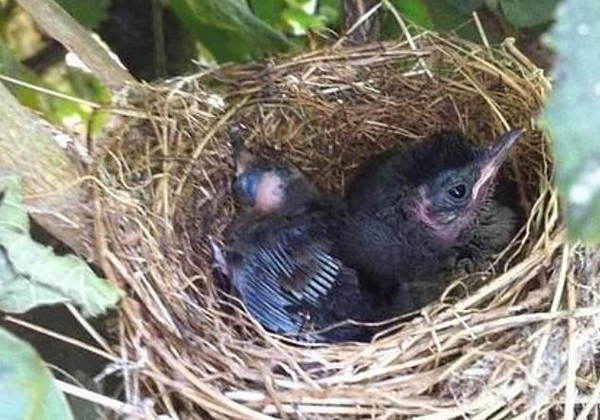 Polluelos en un nido, en imagen de archivo.