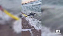 La mantarraya en el arenal.