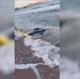Imagen principal - Sorpresa en un pueblo de Alicante: una mantarraya aparece en la playa