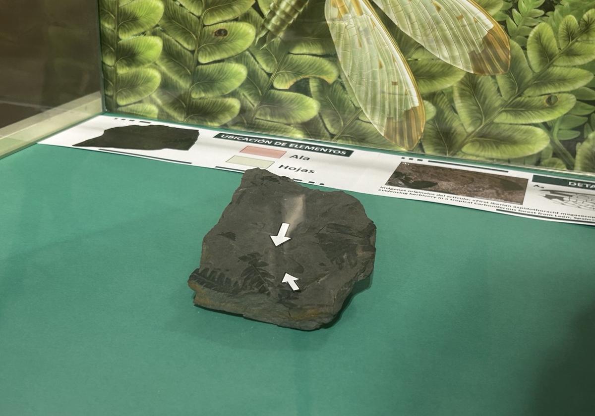 This is the unique prehistoric insect in the world that can only be seen in the province of Alicante