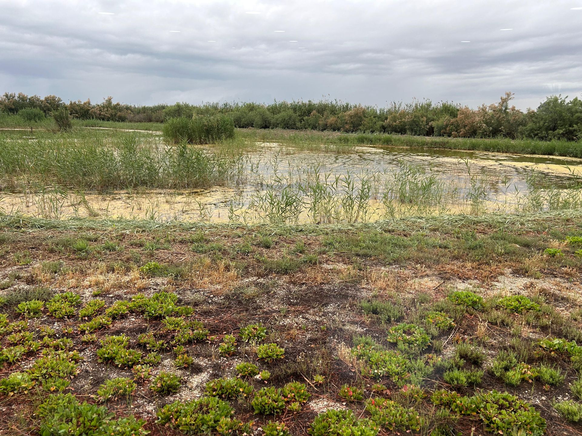 Parque Natural del Hondo.