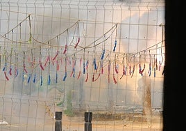 Alicante tiembla con la mascletà de Alpujarreña en el preámbulo de las Hogueras