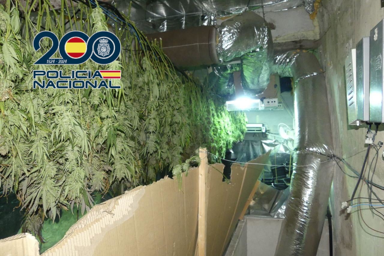 Part of the 327 plants seized.