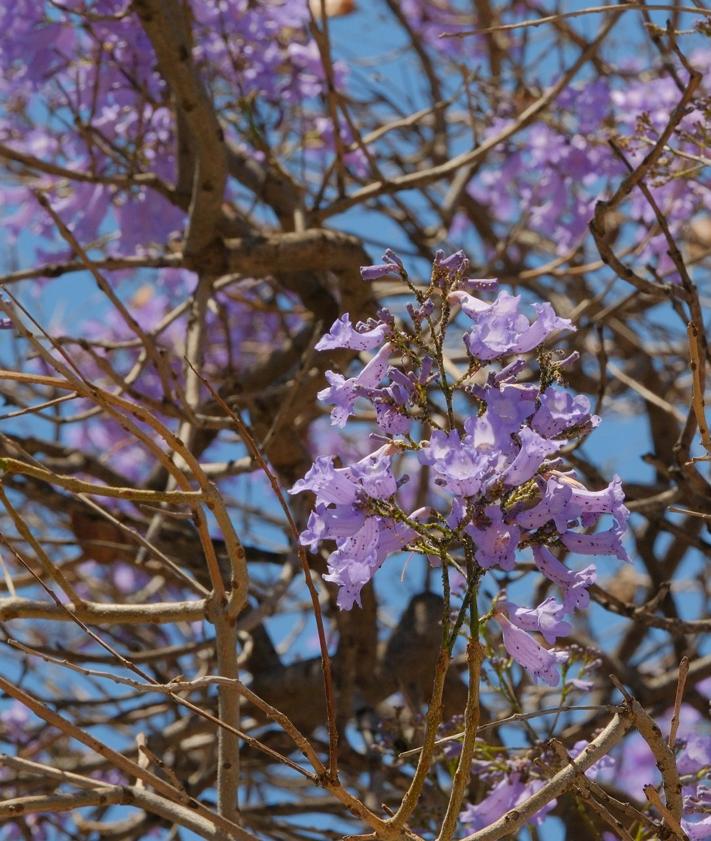 Imagen secundaria 2 - Jacarandas en Alicante. 