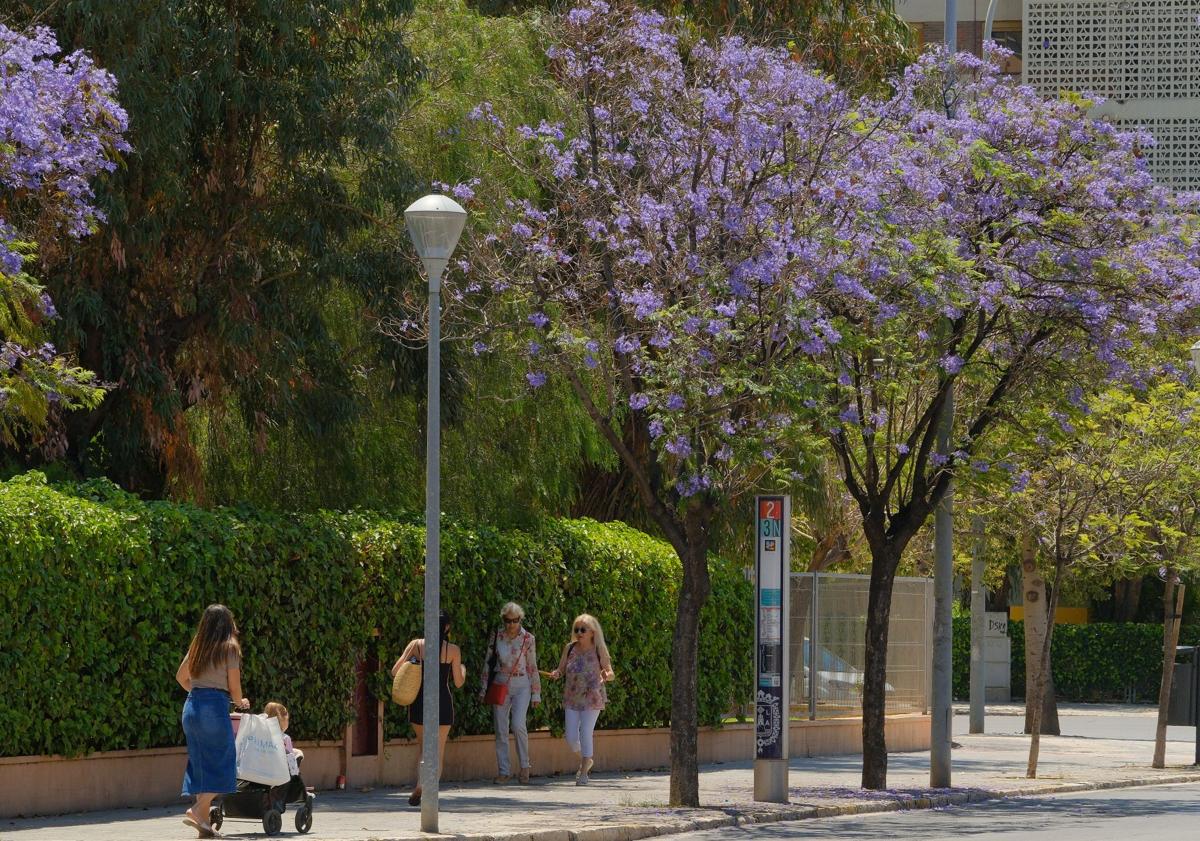 Imagen principal - Jacarandas en Alicante. 