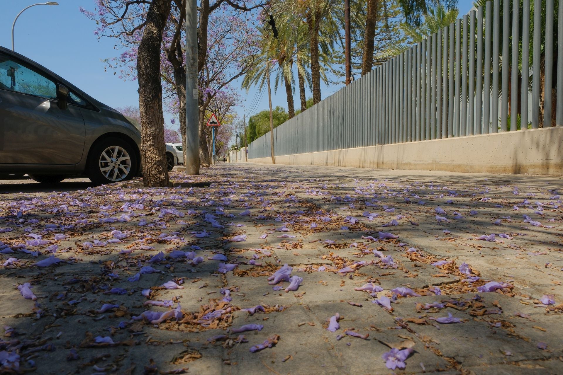 Una calle llena de flores de estos árboles.