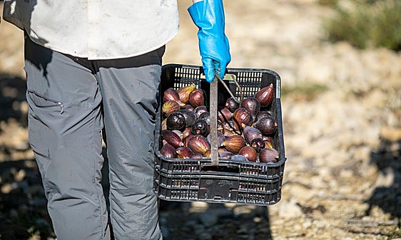 Agricultor recolectando brevas.
