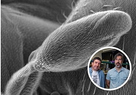 Un halterio deformado en un modelo de mosca de la fruta modificado genéticamente, junto a los investigadores José Carlos Pastor Pareja y Jorge Fernández Herrero.