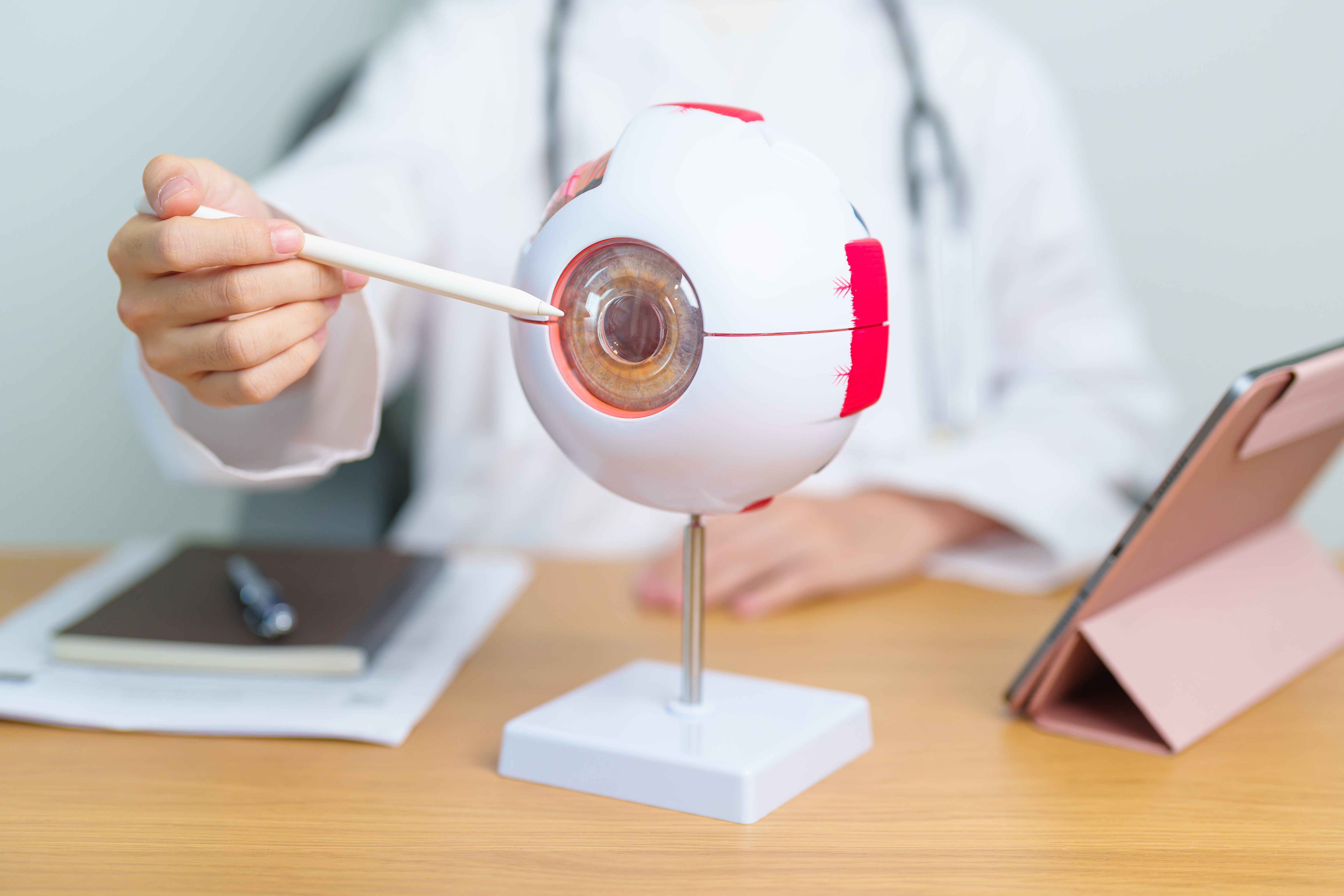 The research focused on the role of temperature-sensitive neurons in regulating the tear film.