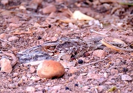 Imagen de un chotacabras cuellirrojo.